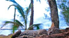 Nature Animals cats Kittens