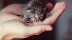 Nature Animals cats Kittens