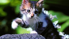 Nature Animals cats Kittens