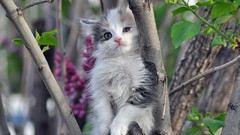 Nature Animals cats Kittens
