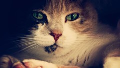 Nature Animals cats Kittens