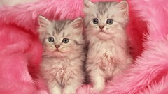 Nature Animals cats Kittens Friends furry green eyes