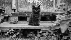 Nature Animals cats Kittens grayscale