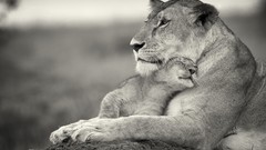 Nature Animals cats Kittens monochrome Lions feline baby animals