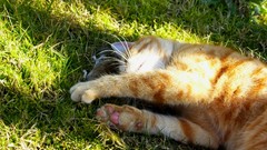 Nature Animals cats Kittens pets