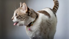 Nature Animals cats Kittens tongue