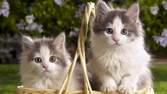 Nature Animals cats Kittens versus