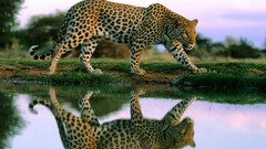 Nature Animals cats Leopards lakes reflections
