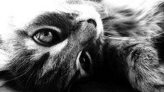 Nature Animals cats monochrome lying down