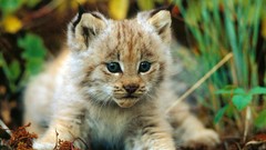 Nature Animals cats pets