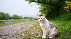 Nature Animals cats pets