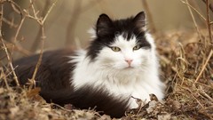 Nature Animals cats pets