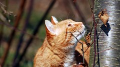 Nature Animals cats pets