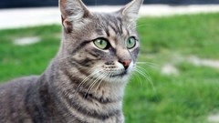 Nature Animals cats pets depth of field