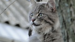 Nature Animals cats pets depth of field