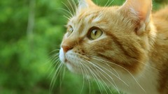 Nature Animals cats pets orange eyes