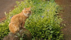 Nature Animals cats Plants