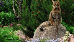 Nature Animals cats Plants outdoors