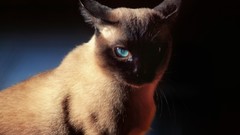 Nature Animals cats siamese