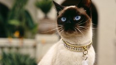 Nature Animals cats siamese