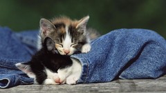 Nature Animals cats silence jeans Kittens pants