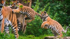 Nature Animals cats Tigers