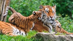 Nature Animals cats Tigers wildlife