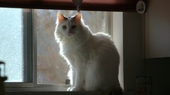 Nature Animals cats window