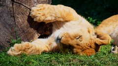 Nature Animals cats zoo Lions feline ttic24