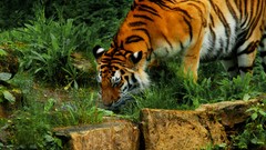 Nature Animals cats zoo Tigers drinking feline ttic24