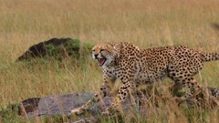 Nature Animals cheetahs african