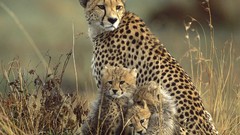 Nature Animals cheetahs baby animals