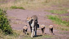 Nature Animals cheetahs baby animals