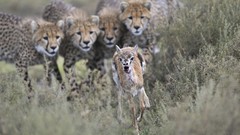 Nature Animals cheetahs hunt wildlife
