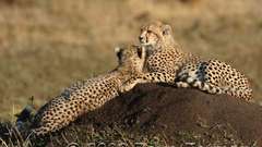 Nature Animals cheetahs wild