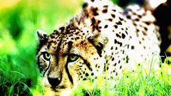 Nature Animals cheetahs wildlife