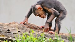Nature Animals chimpanzee