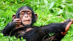Nature Animals chimpanzee
