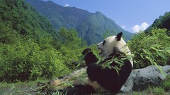 Nature Animals China bamboo giant eating