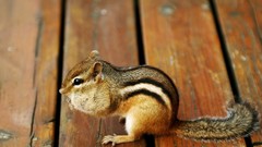 Nature Animals chipmunks