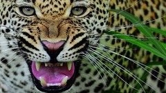 Nature Animals close-up Leopards