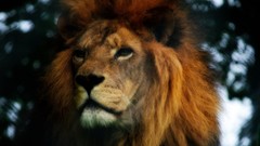 Nature Animals close-up Lions depth of field