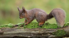 Nature Animals close-up squirrels