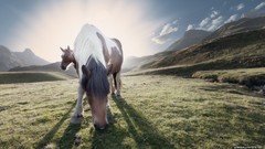 Nature Animals clouds Horses fields