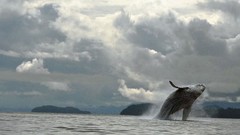 Nature Animals clouds ocean Whales