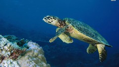 Nature Animals coral reef sea turtles