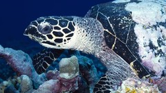 Nature Animals coral sea turtles