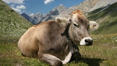 Nature Animals Cows