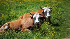 Nature Animals Cows