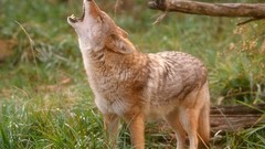 Nature Animals coyote